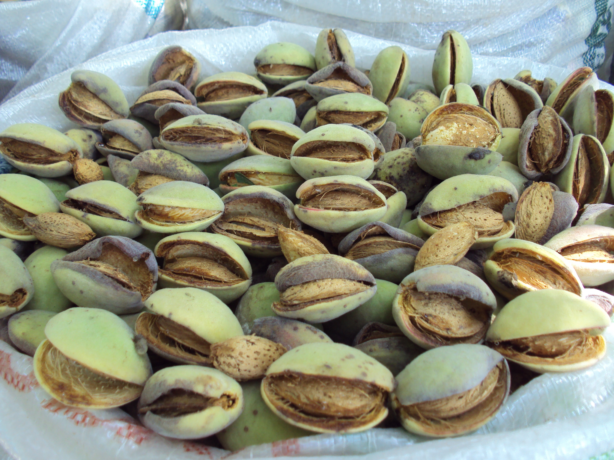 NONPAREİL BADEM FİDANI